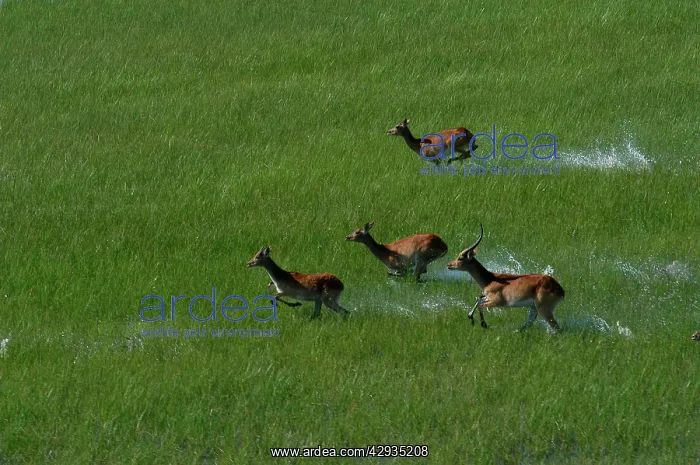 : Red Lechwe - view of Red Lechwe Running in water : Red Lechwe - view of Red Lechwe Running in water