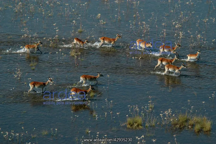 : Red Lechwe - View of Red Lechwe Running in water : Red Lechwe - View of Red Lechwe Running in water