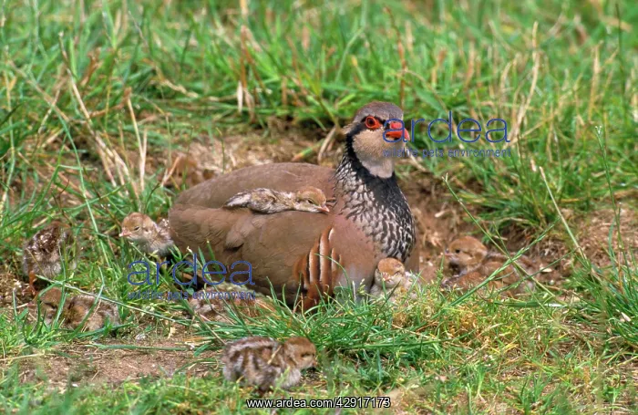 : Red-leggd Partridge - adult with young : Red-leggd Partridge - adult with young