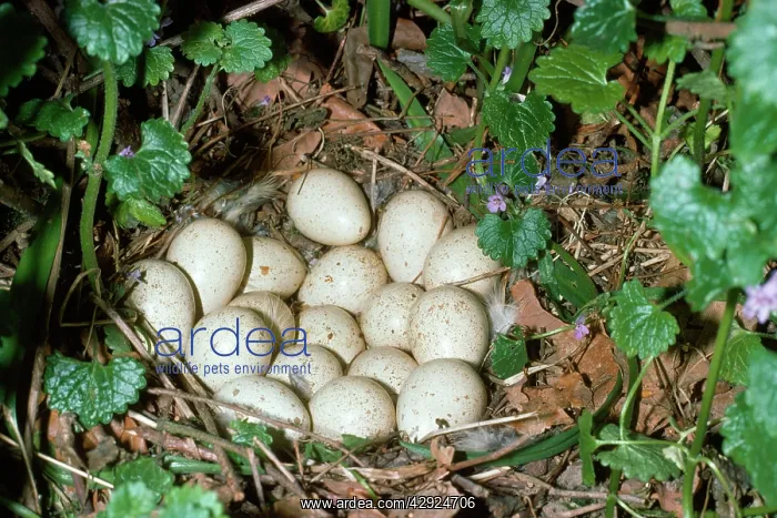 : Red-leggd Partridge - nest with eggs : Red-leggd Partridge - nest with eggs