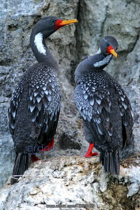 : Red-legged cormorant (Phalacrocorax gaimardi) on : Red-legged cormorant (Phalacrocorax gaimardi) on