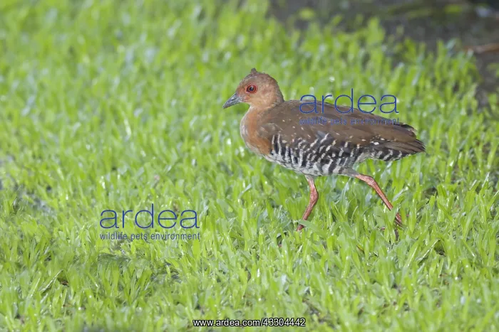 : Red-legged Crake Rallina fasciata Singapore BI031683 : Red-legged Crake Rallina fasciata Singapore BI031683