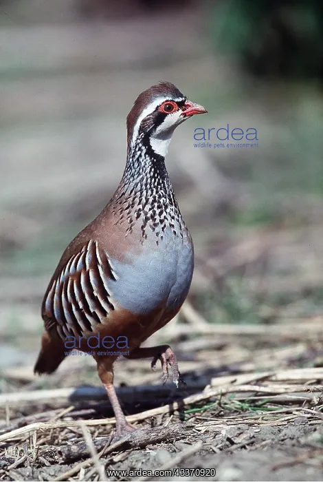 : RED-LEGGED / FRENCH PARTRIDGE : RED-LEGGED / FRENCH PARTRIDGE
