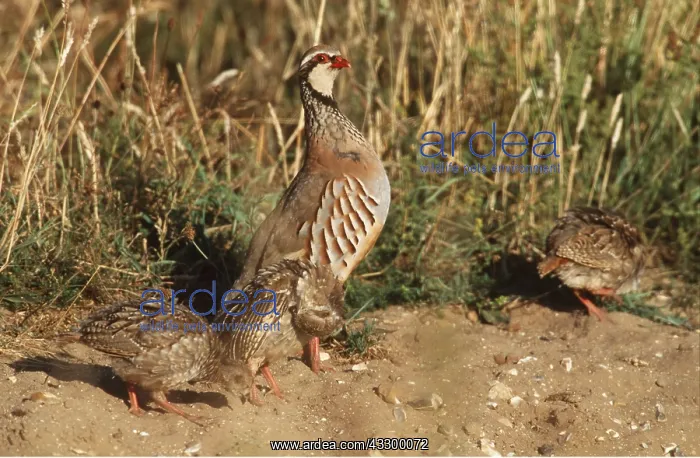 : Red-legged / French PARTRIDGE - adult with chicks : Red-legged / French PARTRIDGE - adult with chicks