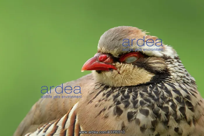 : Red legged or French partridge (Alectoris rufa) : Red legged or French partridge (Alectoris rufa)