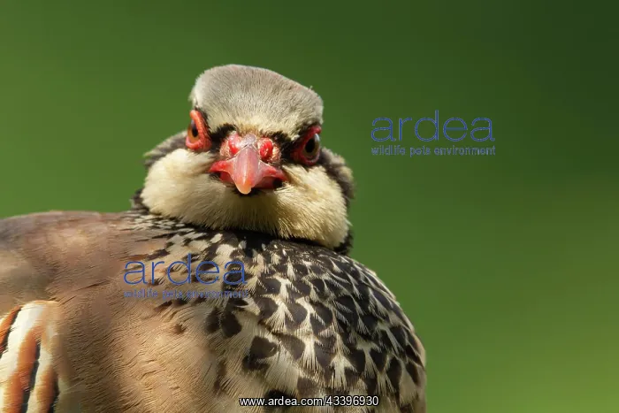  : Red legged or French partridge (Alectoris rufa)
