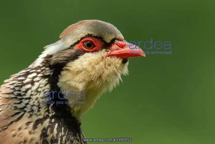 : Red legged or French partridge (Alectoris rufa) : Red legged or French partridge (Alectoris rufa)