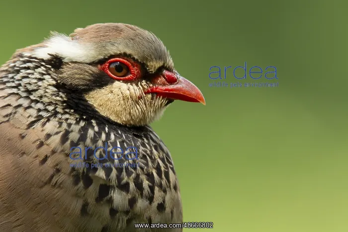 : Red legged or French partridge (Alectoris rufa) adult bird : Red legged or French partridge (Alectoris rufa) adult bird
