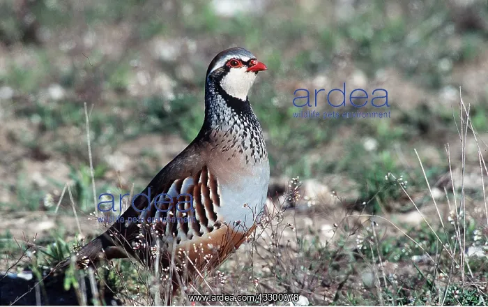  : Red-legged  /  French PARTRIDGE - on ground