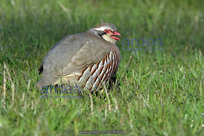 : Red-Legged / French Partridge - male calling in meadow : Red-Legged / French Partridge - male calling in meadow