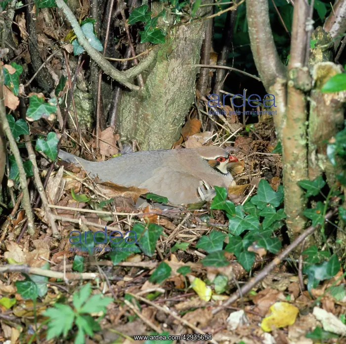 : Red-legged / French PARTRIDGE - on nest : Red-legged / French PARTRIDGE - on nest