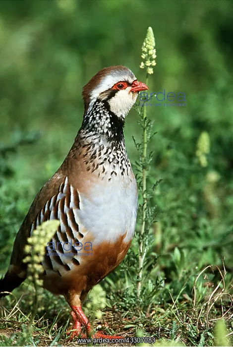 : RED-LEGGED / FRENCH PARTRIDGE - with Wild Mignonette : RED-LEGGED / FRENCH PARTRIDGE - with Wild Mignonette
