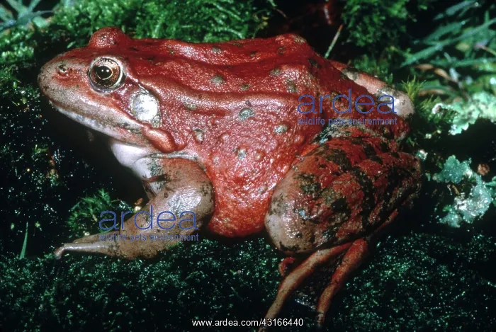 : Red-Legged Frog : Red-Legged Frog