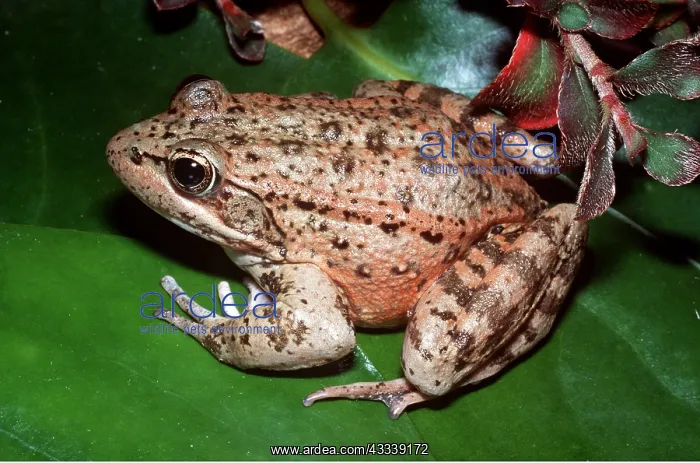  : RED-LEGGED FROG - ON LEAF