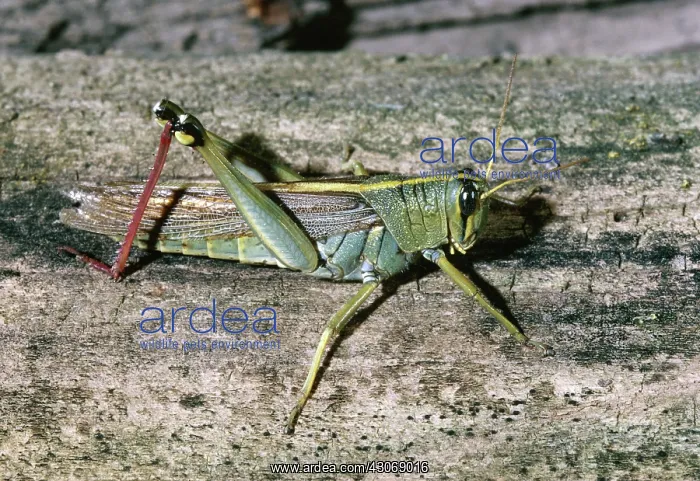 : Red-legged grasshopper : Red-legged grasshopper