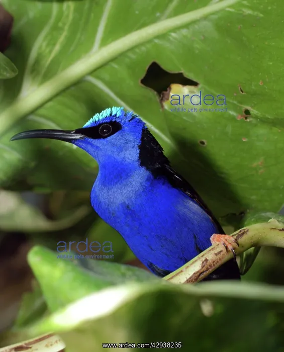 : Red Legged Honeycreeper : Red Legged Honeycreeper