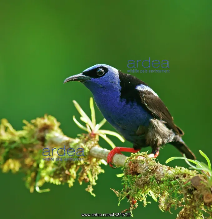 : The red-legged honeycreeper (Cyanerpes cyaneus) : The red-legged honeycreeper (Cyanerpes cyaneus)