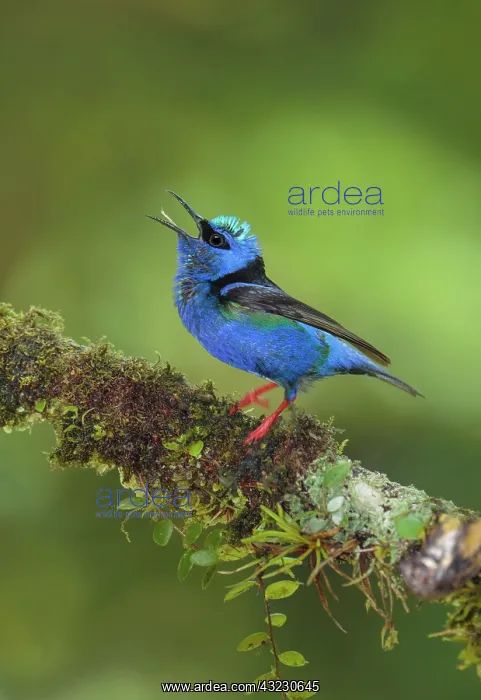 : Red-legged honeycreeper Cyanerpes cyaneus Adult male : Red-legged honeycreeper Cyanerpes cyaneus Adult male