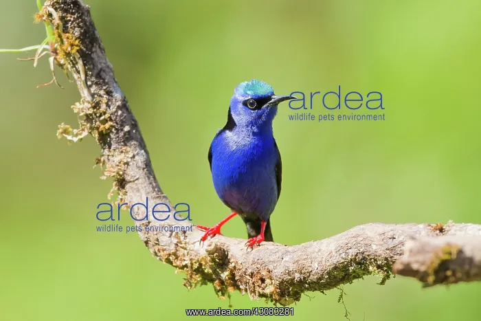 : Red-legged Honeycreeper (male) : Red-legged Honeycreeper (male)