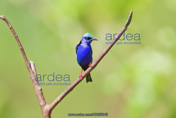  : Red-legged Honeycreeper (male)