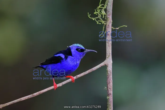 : Red-legged Honeycreeper - male Cyanerpes cyaneus Sarapiqui : Red-legged Honeycreeper - male Cyanerpes cyaneus Sarapiqui