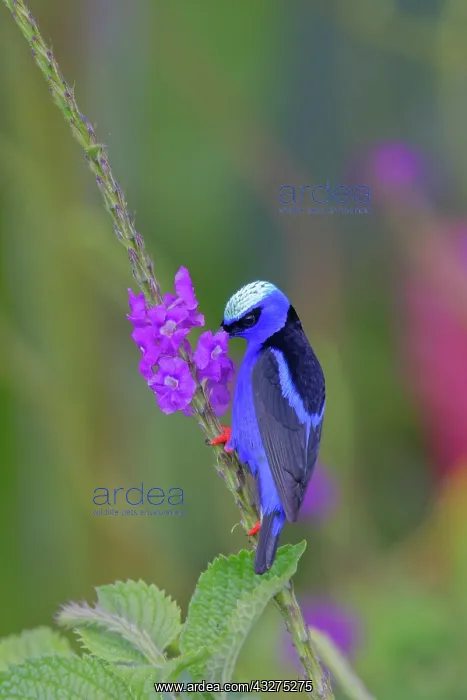 : Red-legged Honeycreeper - male feeding on flowers Cyanerpes : Red-legged Honeycreeper - male feeding on flowers Cyanerpes