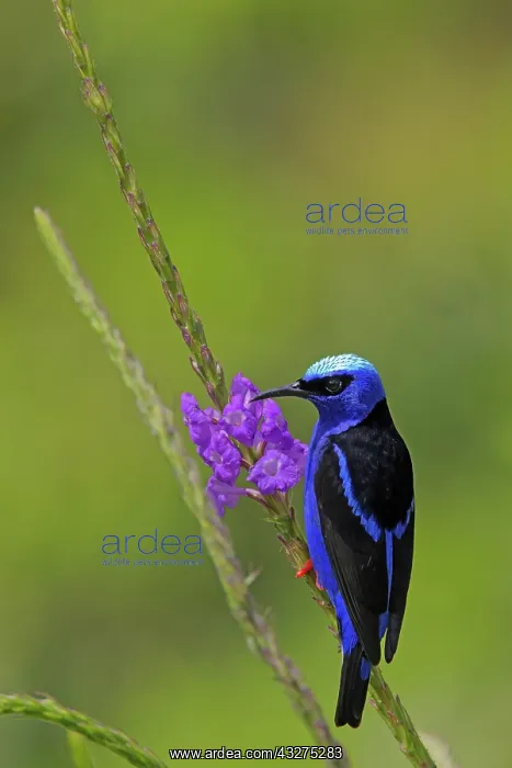 : Red-legged Honeycreeper - male feeding on flowers Cyanerpes : Red-legged Honeycreeper - male feeding on flowers Cyanerpes