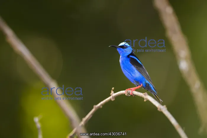 : Red-legged Honeycreeper - Red-legged Honeycreeper : Red-legged Honeycreeper - Red-legged Honeycreeper