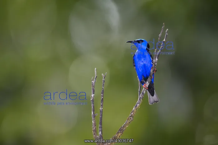 : Red-legged Honeycreeper - Red-legged Honeycreeper : Red-legged Honeycreeper - Red-legged Honeycreeper