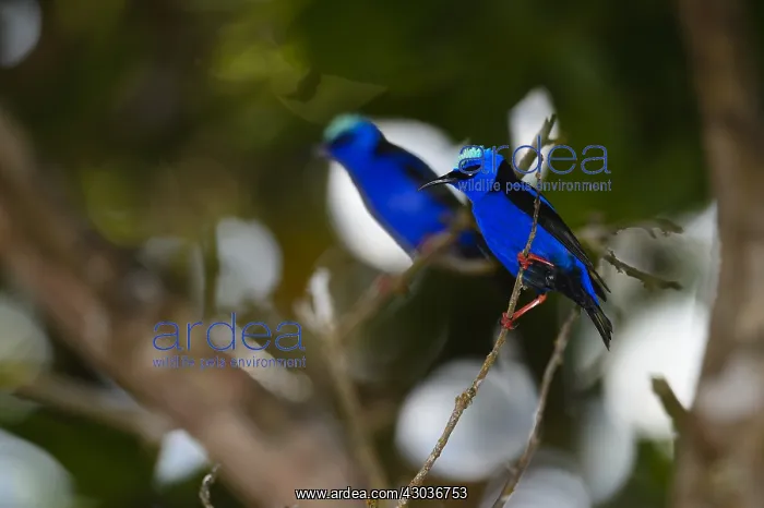 : Red-legged Honeycreeper - Red-legged Honeycreeper : Red-legged Honeycreeper - Red-legged Honeycreeper