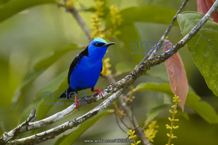 : Red-legged Honeycreeper - Red-legged Honeycreeper : Red-legged Honeycreeper - Red-legged Honeycreeper