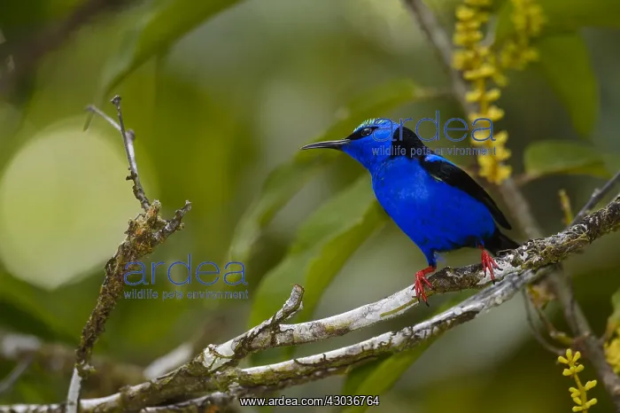  : Red-legged Honeycreeper - Red-legged Honeycreeper