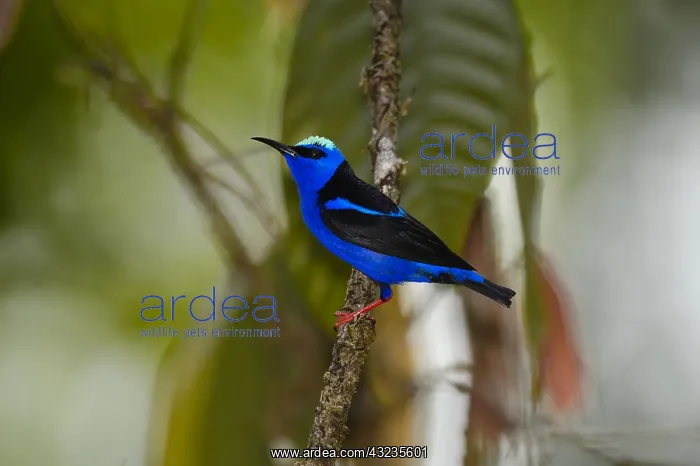: Red-legged Honeycreeper - Red-legged Honeycreeper : Red-legged Honeycreeper - Red-legged Honeycreeper