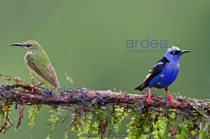 : Red-legged Honeycreepers - Pair : Red-legged Honeycreepers - Pair