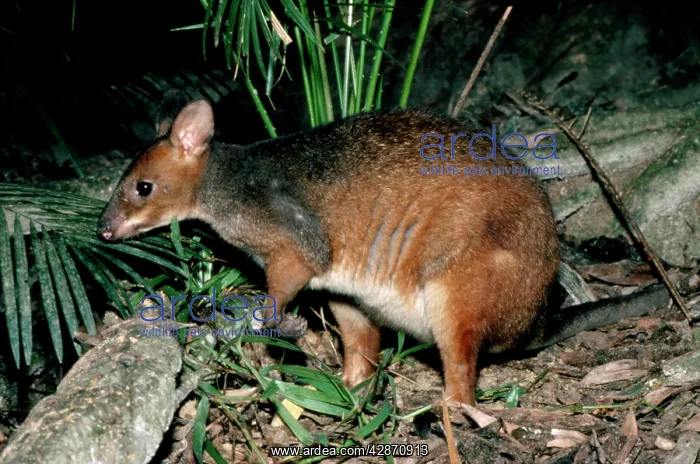 : Red-legged Pademelon : Red-legged Pademelon