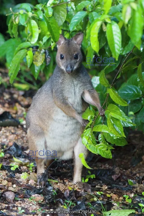 : Red-legged Pademelon : Red-legged Pademelon