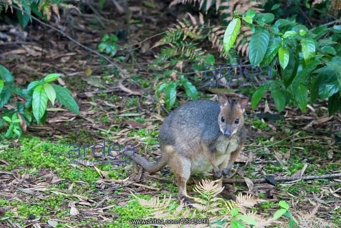 : Red-legged Pademelon : Red-legged Pademelon