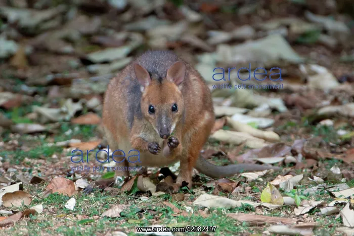 : Red-legged Pademelon : Red-legged Pademelon