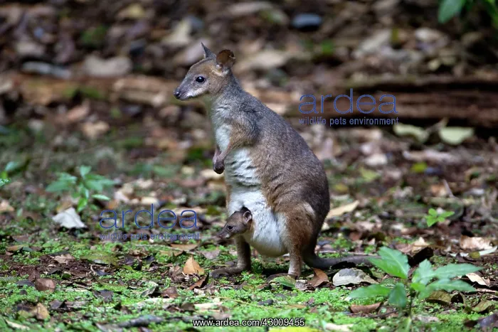 : Red-legged Pademelon : Red-legged Pademelon