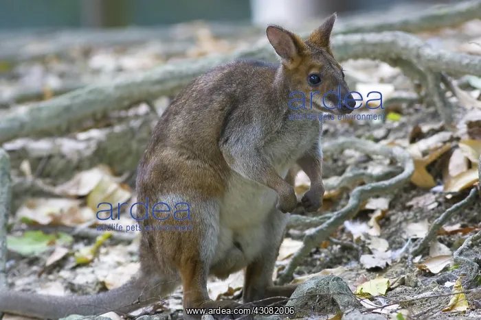 : Red-legged Pademelon : Red-legged Pademelon