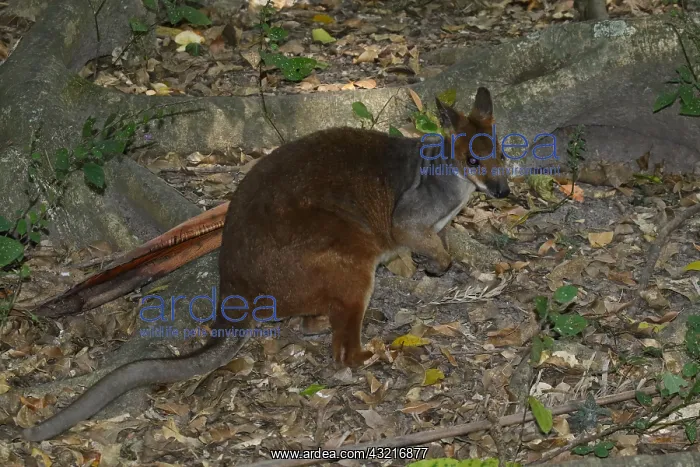  : Red-legged Pademelon