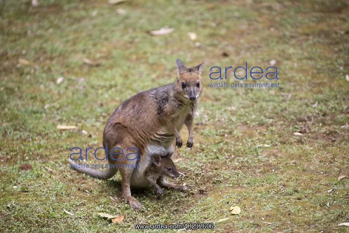 : Red-legged Pademelon - with joey in pouch - Near : Red-legged Pademelon - with joey in pouch - Near