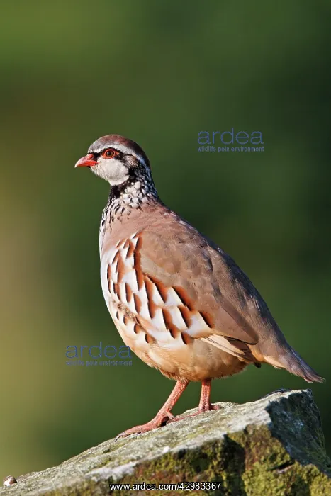 : Red-Legged Partidge - portrait of an adult bird : Red-Legged Partidge - portrait of an adult bird