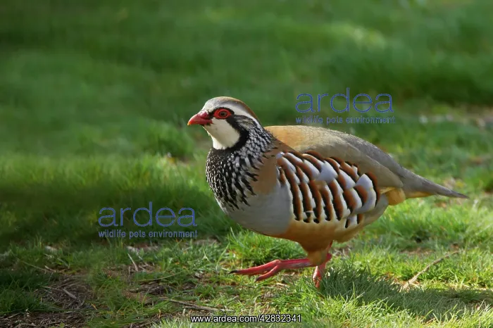 : Red Legged Partridge : Red Legged Partridge
