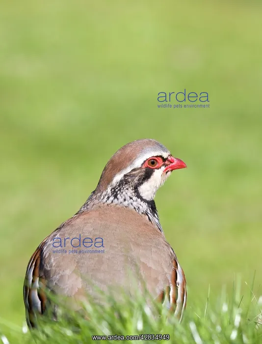 : Red Legged Partridge : Red Legged Partridge