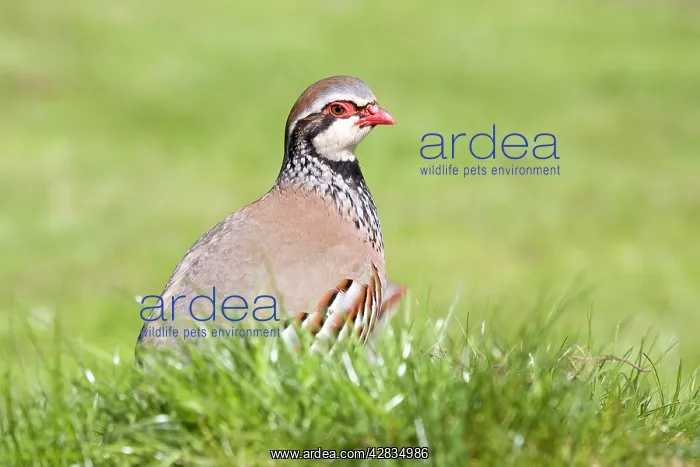 : Red Legged Partridge : Red Legged Partridge