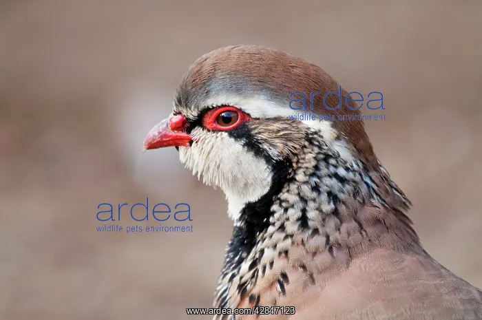 : Red Legged Partridge : Red Legged Partridge