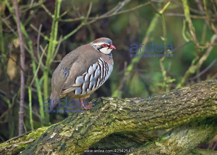 : Red-legged Partridge : Red-legged Partridge