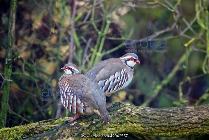 : Red-legged Partridge : Red-legged Partridge