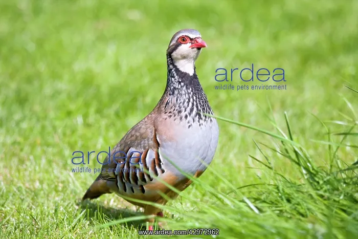 : Red-legged Partridge : Red-legged Partridge
